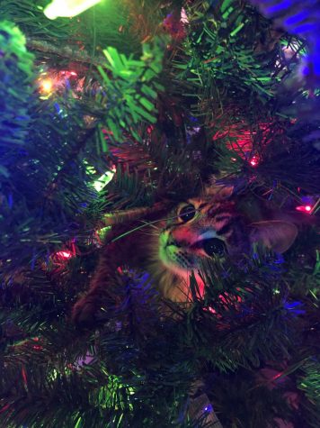 Why Pets Are Not Good For Christmas