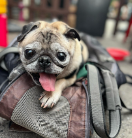Noodle, the Beloved "Bones or No Bones Day" Pug, Dies at 14