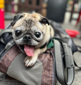 Noodle, the Beloved Bones or No Bones Day Pug, Dies at 14