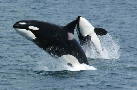 Killer Orcas