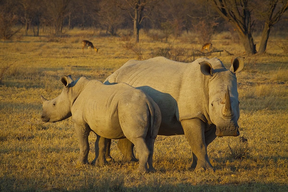 New+Technology+Sparks+Hope+for+Endangered+Rhinos